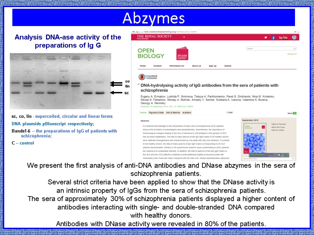 Abzymes sc, co, lin - supercoiled, circular and linear forms DNA plasmids pBluescript respectively;